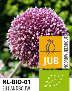 BIO Allium Summer Drummer